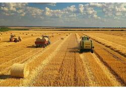 В&nbsp;России сбор зерна в&nbsp;2023 году составил 142,6 млн тонн