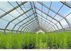 В&nbsp;Хабаровском крае показатель лесовосстановления составил 150%