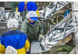 Производство рыбной продукции в&nbsp;России за&nbsp;11 месяцев 2023 года увеличилось на&nbsp;9% — до&nbsp;4,1 млн тонн