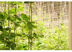 В&nbsp;Курчатовском геномном центре разработали установку для ускоренного развития растений