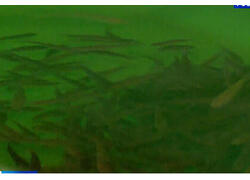 В&nbsp;Курганской области ввели в&nbsp;эксплуатацию инкубационный цех по&nbsp;разведению ценных пород рыб