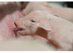 Новые предприятия АПК и&nbsp;пищевой промышленности в&nbsp;январе-феврале 2024 года