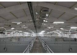 ГК&nbsp;АГРОЭКО открыла в&nbsp;Тульской области новый свиноводческий комплекс