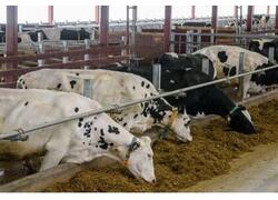 В&nbsp;марийском Тушнуре построен новый животноводческий комплекс