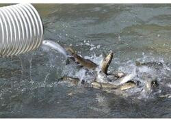 РусГидро выпустило в&nbsp;реки Кабардино-Балкарии более 100 тысяч мальков каспийского лосося