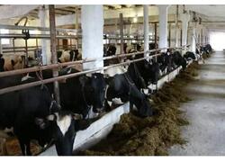 На&nbsp;юге Карелии восстановлена молочная ферма на&nbsp;400 голов крупного рогатого скота