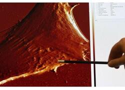 Ученые РУДН разработали технологию &laquo;вечного&raquo; хранения искусственных органов⁠⁠