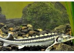 В&nbsp;Азовском море запасы осетра возросли почти с&nbsp;нуля до&nbsp;2 тыс. тонн за&nbsp;девять лет