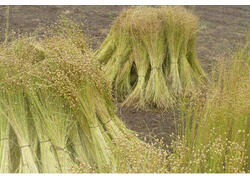 В&nbsp;Омской области после многолетнего простоя запущен завод по&nbsp;переработке льноволокна