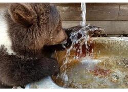 В&nbsp;Мариупольском зоопарке открыли звериный детский сад