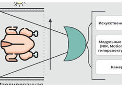 Разработана интеллектуальная система контроля качества и&nbsp;сортировки тушек птиц