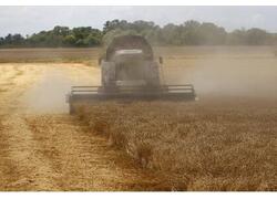В&nbsp;Краснодарском крае достигнута рекордная урожайность пшеницы