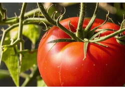 В&nbsp;России после огуречного начался томатный бум