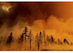 В&nbsp;Бурятии разработали программу для прогнозирования лесных пожаров с&nbsp;помощью&nbsp;ИИ