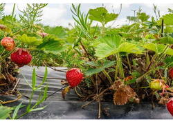 Еще одну ферму открыли в&nbsp;Воскресенске