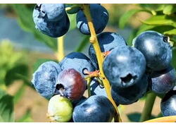 Кубанский предприниматель открыл ягодную ферму благодаря гранту