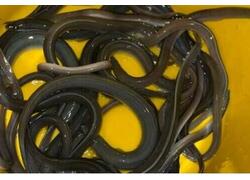 Калининградский залив принял молодых угрей