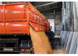 Глубокая переработка зерна: производство крахмалов растёт