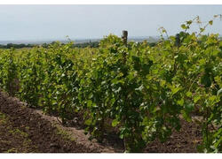 190 га&nbsp;виноградников заложили на&nbsp;Ставрополье