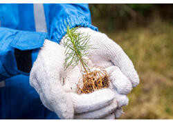 &laquo;Газпром нефть&raquo; высадила два миллиона хвойных деревьев в&nbsp;Восточной и&nbsp;Западной Сибири