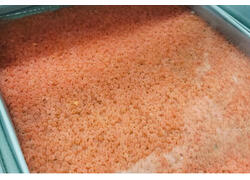 В&nbsp;Карелии открыли новое производство посадочного материала форели