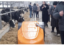 Пермский &laquo;Колхоз имени Чапаева&raquo; запустил новую молочно-племенную ферму на&nbsp;480 голов КРС