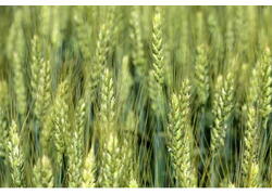 В&nbsp;России улучшили технологию производства кормов