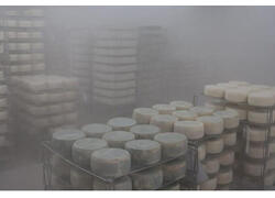 В&nbsp;Нижегородской области открыт цех по&nbsp;производству сыров мощностью 600 тонн в&nbsp;год