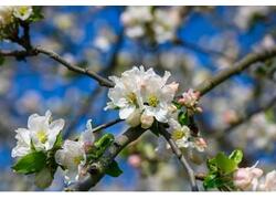 В&nbsp;Краснодарском крае заложено 225 га&nbsp;новых садов