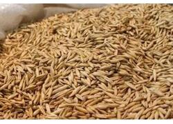 Из&nbsp;Калининградской области в&nbsp;ОАЭ отправлено 2,4 тысячи тонн продовольственного овса