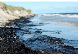 Бактерии против нефти: в&nbsp;Анапе тестируют уникальный способ очистки побережья