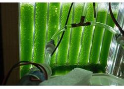 Российский фотобиореактор для Луны и&nbsp;Марса в&nbsp;разы продуктивнее мировых аналогов