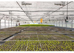 В&nbsp;Чувашии открылся тепличный комплекс