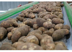 &laquo;Мираторг&raquo; запустил в&nbsp;Брянской области новый комплекс по&nbsp;выращиванию и&nbsp;хранению товарного картофеля