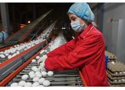 Птицефабрика &laquo;Синявинская&raquo; в&nbsp;Ленобласти увеличила производство яиц до&nbsp;5,5 млн штук в&nbsp;сутки