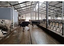 ООО&nbsp;&laquo;Энвол&raquo; открыло в&nbsp;Ульяновской области животноводческий комплекс на&nbsp;2,5 тысячи голов КРС