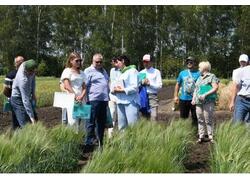 Рязанские ученые-селекционеры вывели новый зимостойкий сорт озимой пшеницы