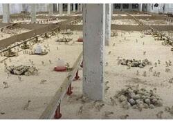 В&nbsp;Пермском крае запустили крупный комплекс на&nbsp;24 тысячи индеек