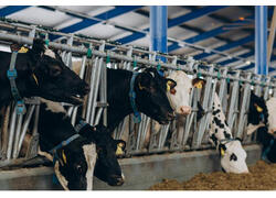 В&nbsp;Удмуртии открыли две роботизированные фермы